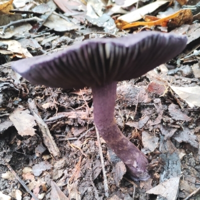 Cortinarius kioloensis