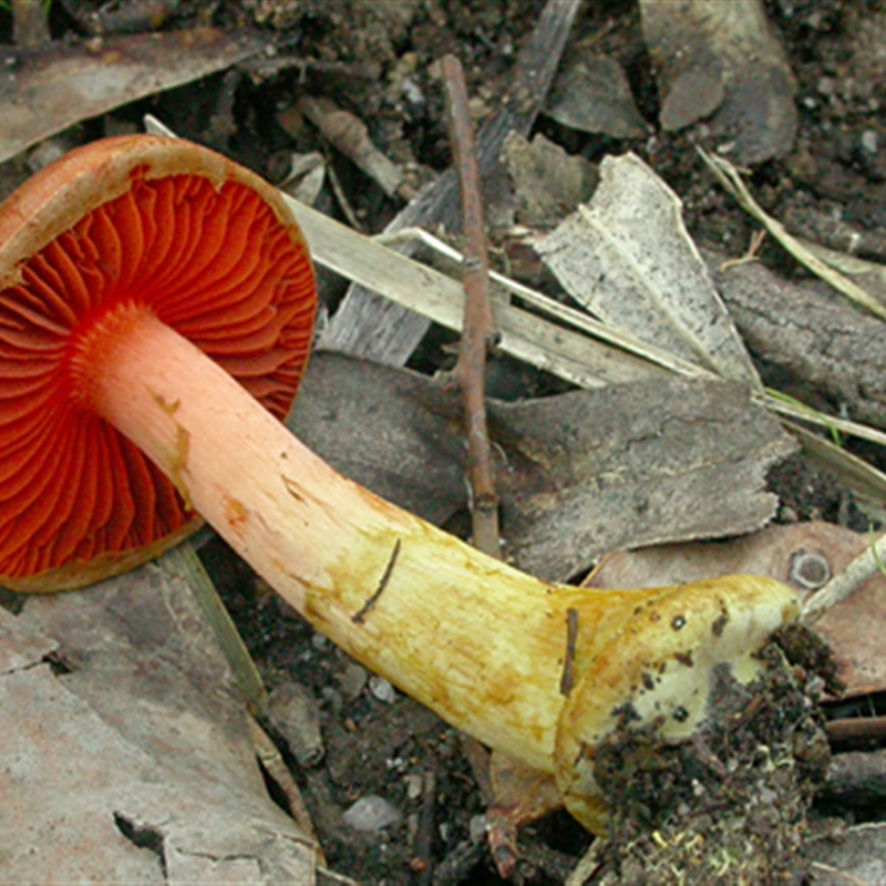 Cortinarius persplendidus