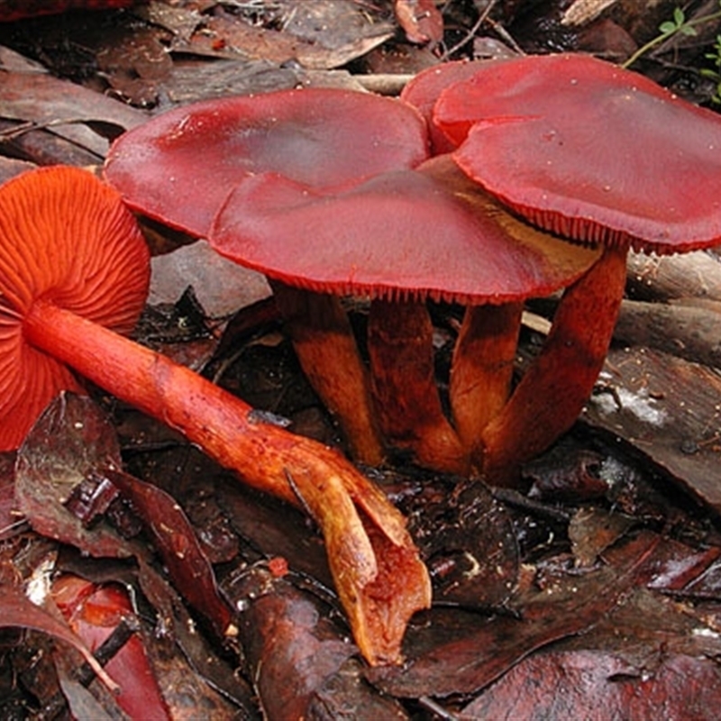 Cortinarius persplendidus