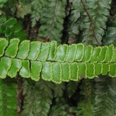 Adiantum hispidulum var. hispidulum