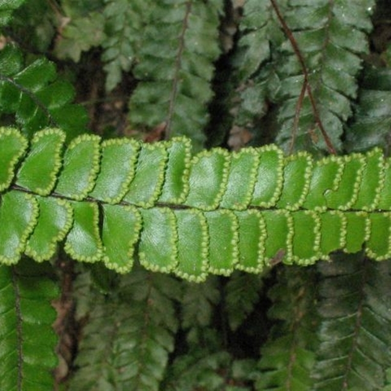 Adiantum hispidulum var. hispidulum