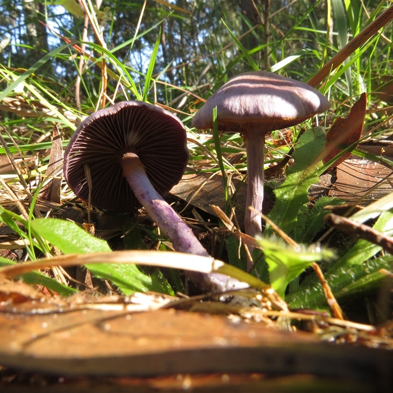 Cortinarius rotundisporus