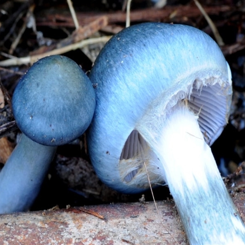 Cortinarius rotundisporus