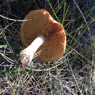 Cortinarius sp.