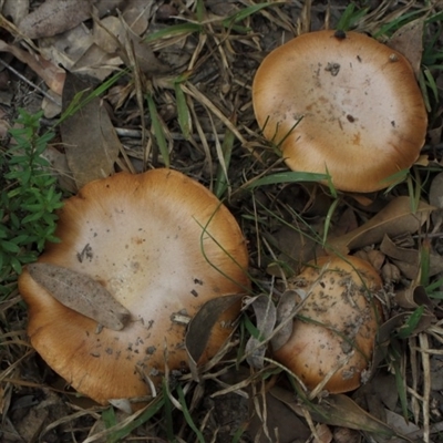 Cortinarius sp.