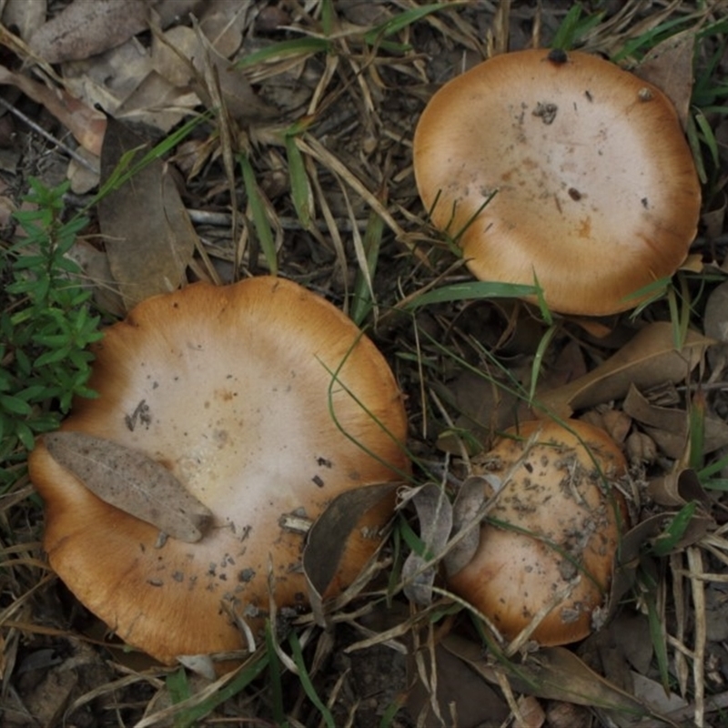 Cortinarius sp.