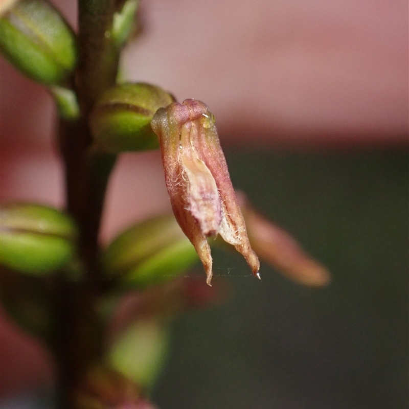 Corunastylis apostasioides