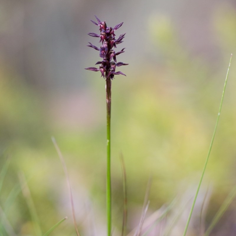 Corunastylis arrecta