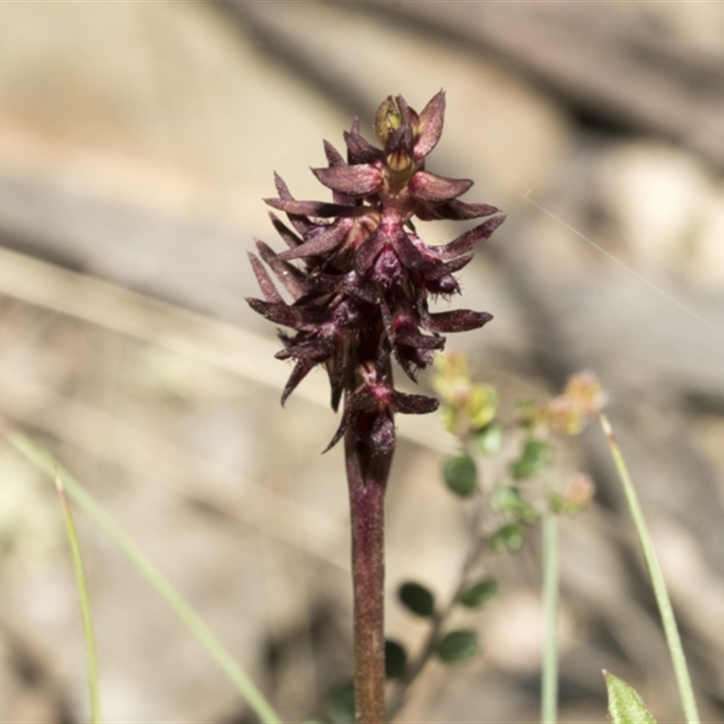 Corunastylis arrecta