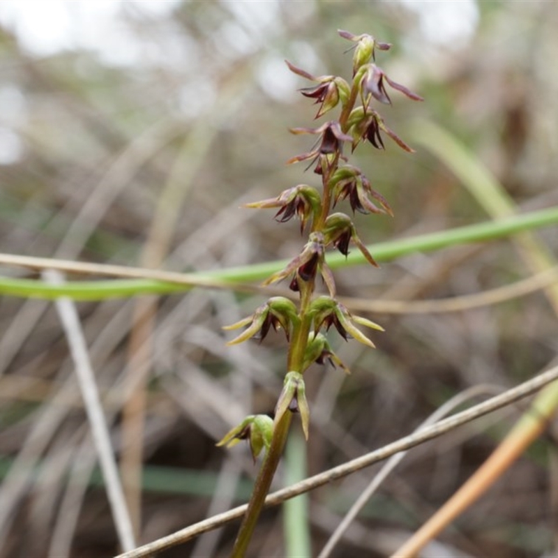 Corunastylis clivicola