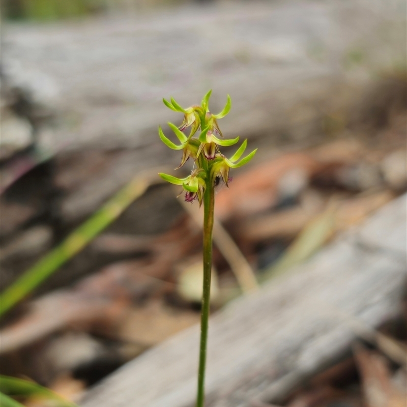 Corunastylis cornuta