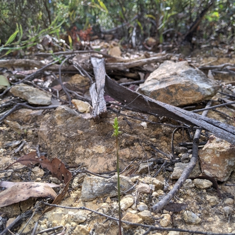 Corunastylis ectopa