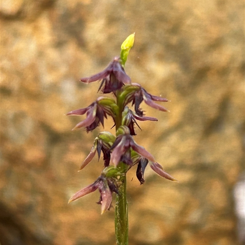 Corunastylis ectopa