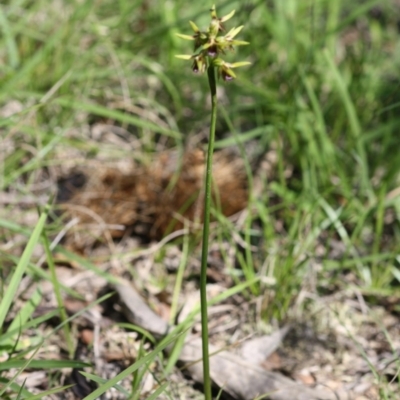 Corunastylis oligantha