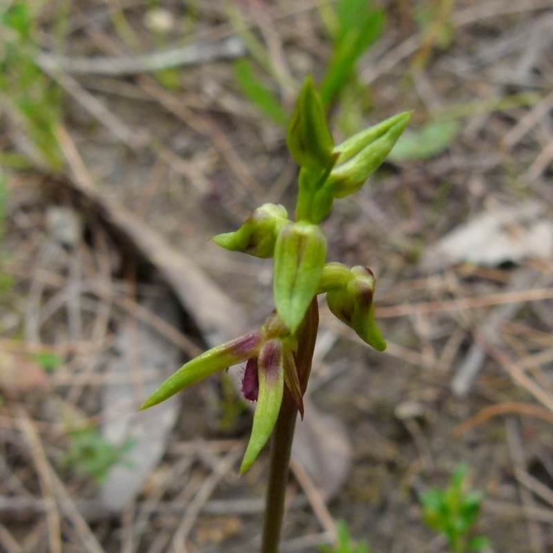 Corunastylis plumosa