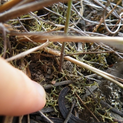 Corunastylis sp.