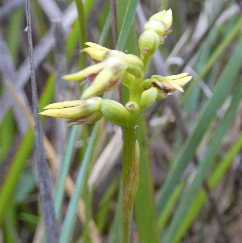 Corunastylis sp.