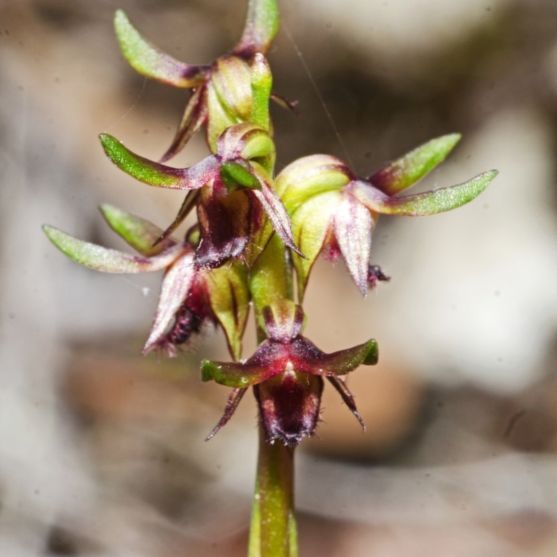 Corunastylis stephensonii