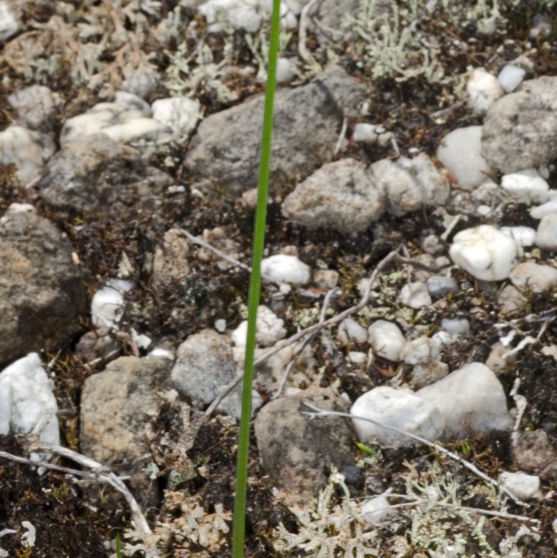 Corunastylis stephensonii