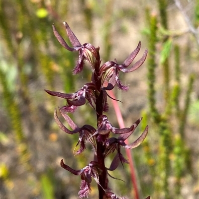 Corunastylis superba