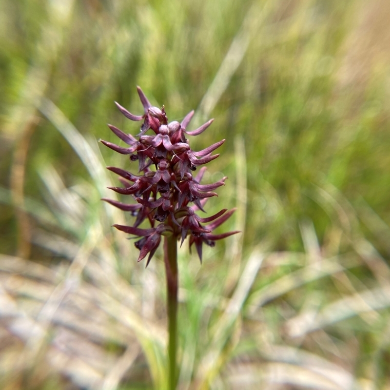 Corunastylis turfosa