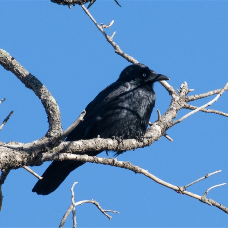 Corvus mellori