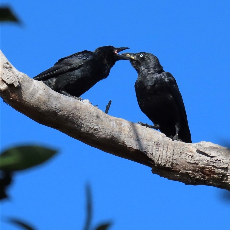 Corvus orru