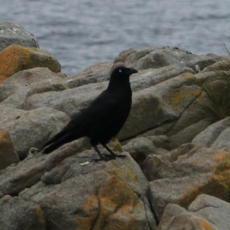 Corvus tasmanicus