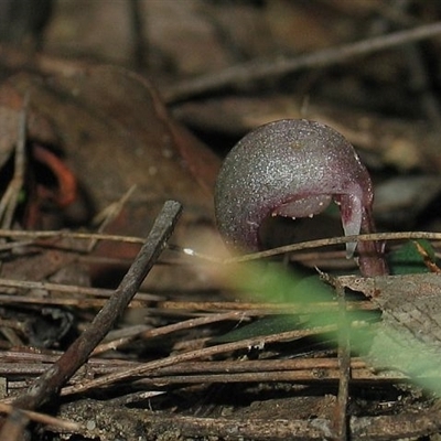 Corybas aconitiflorus