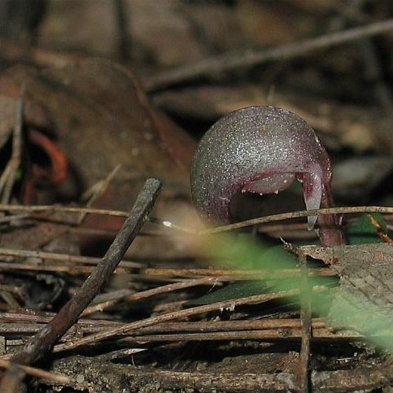 Corybas aconitiflorus