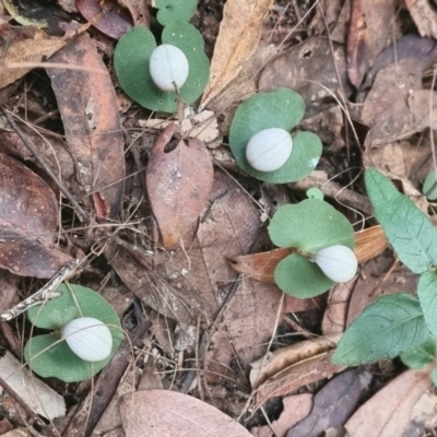 Corybas barbarae