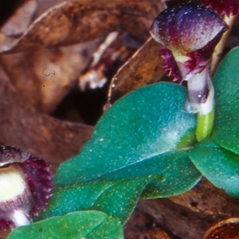 Corybas diemenicus