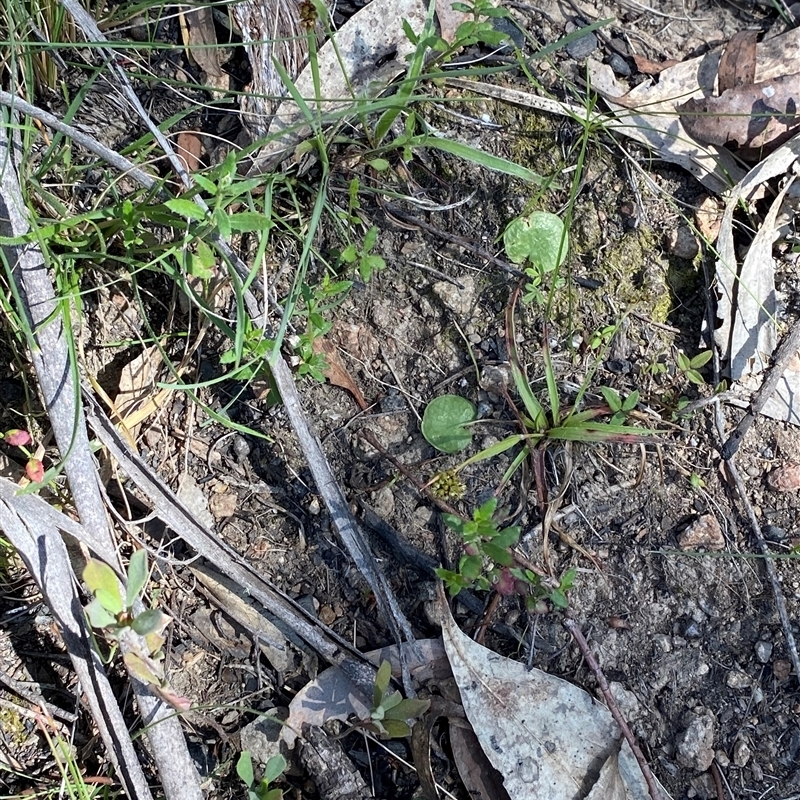 Corybas sp.