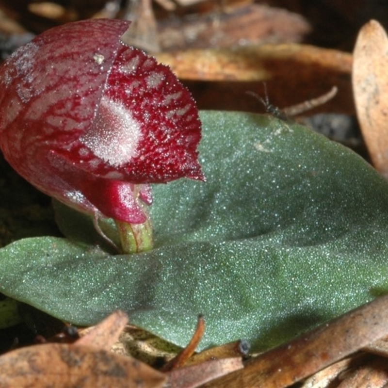 Corybas undulatus