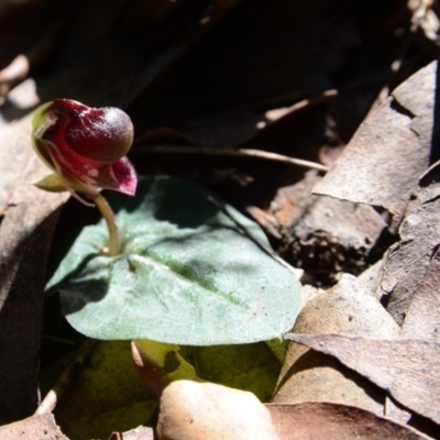 Corybas unguiculatus