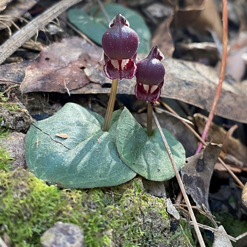 Corybas unguiculatus