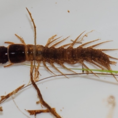 Paul Whitington, Wonboyn River - larva