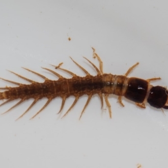 Paul Whitington, Wonboyn River - larva