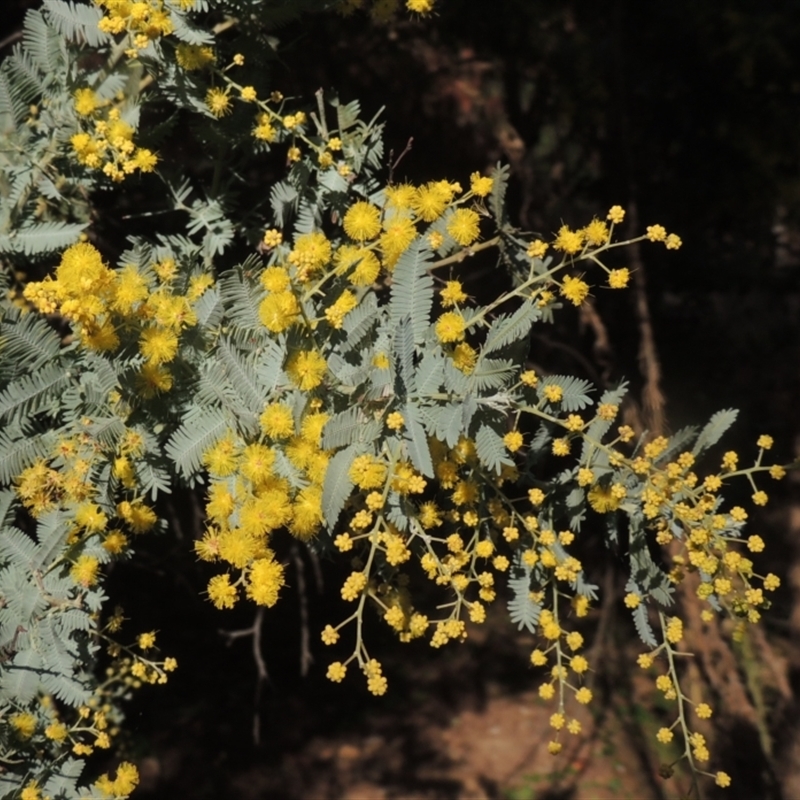 Acacia baileyana