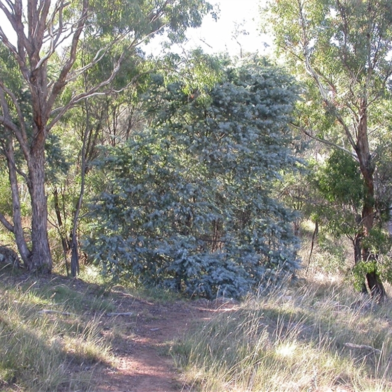 Acacia baileyana