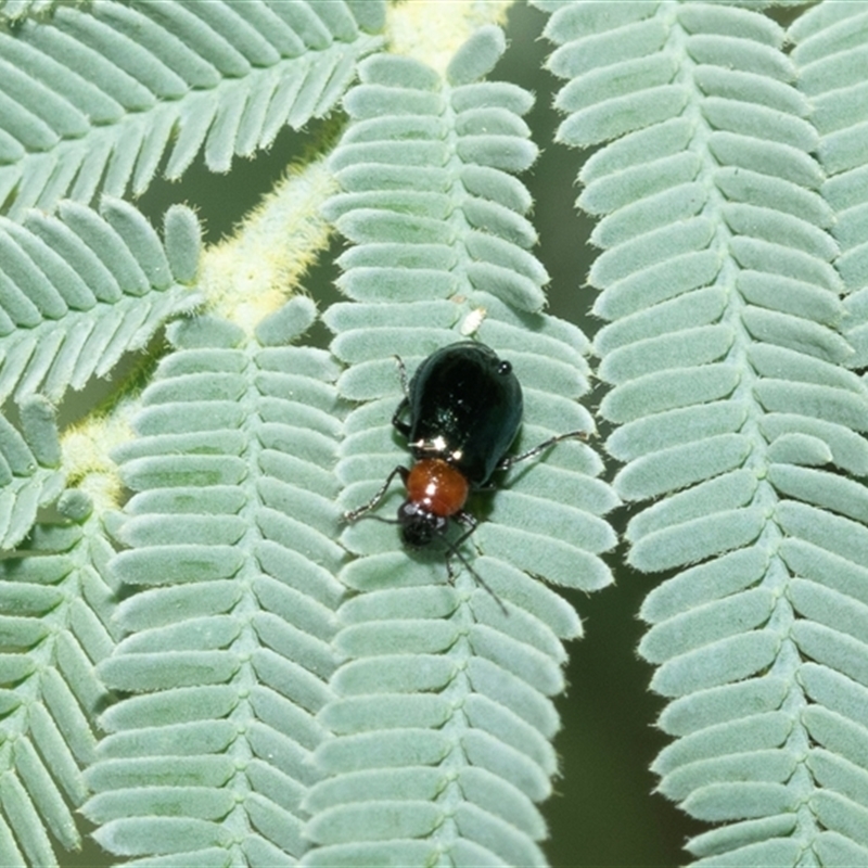 Adoxia benallae