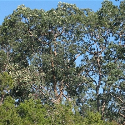 Corymbia eximia