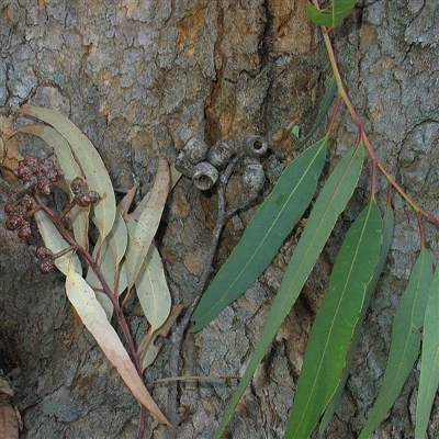 Fruits are sessile, unlike C. gummifera