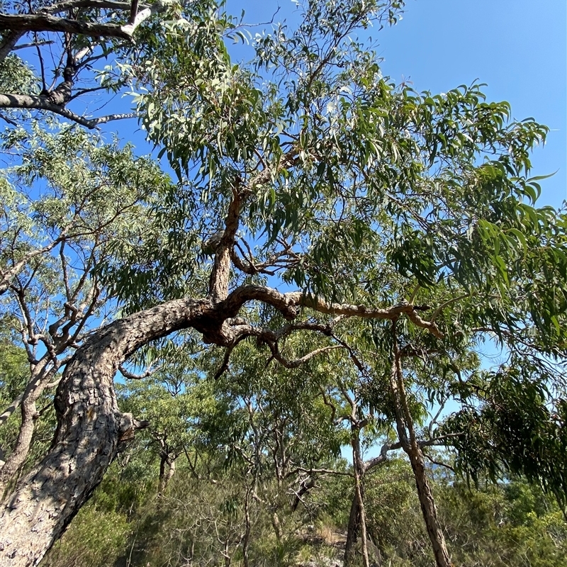 Corymbia eximia