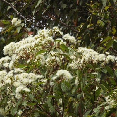 Corymbia gummifera