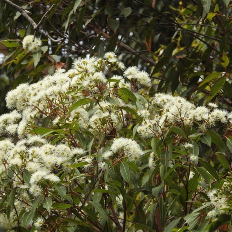 Corymbia gummifera