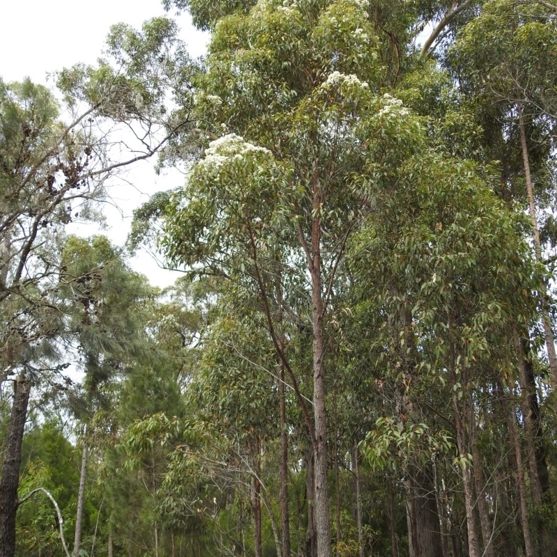 Corymbia gummifera