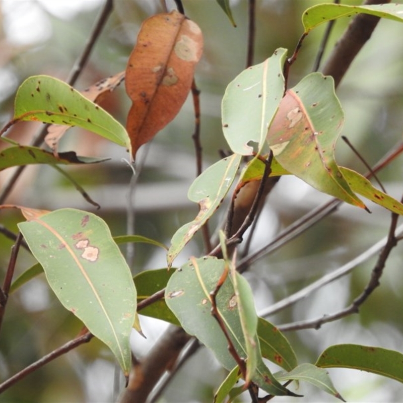 Corymbia gummifera