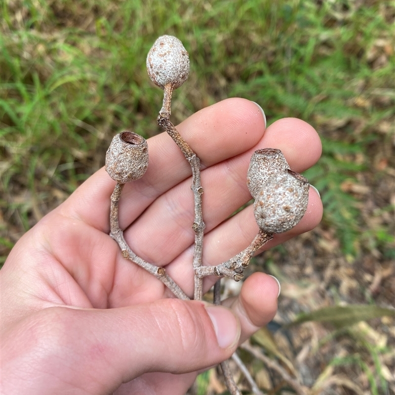 Corymbia intermedia