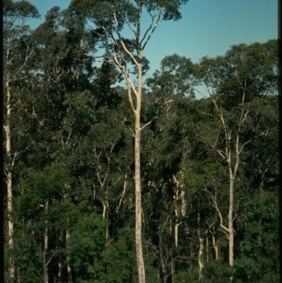 Corymbia maculata